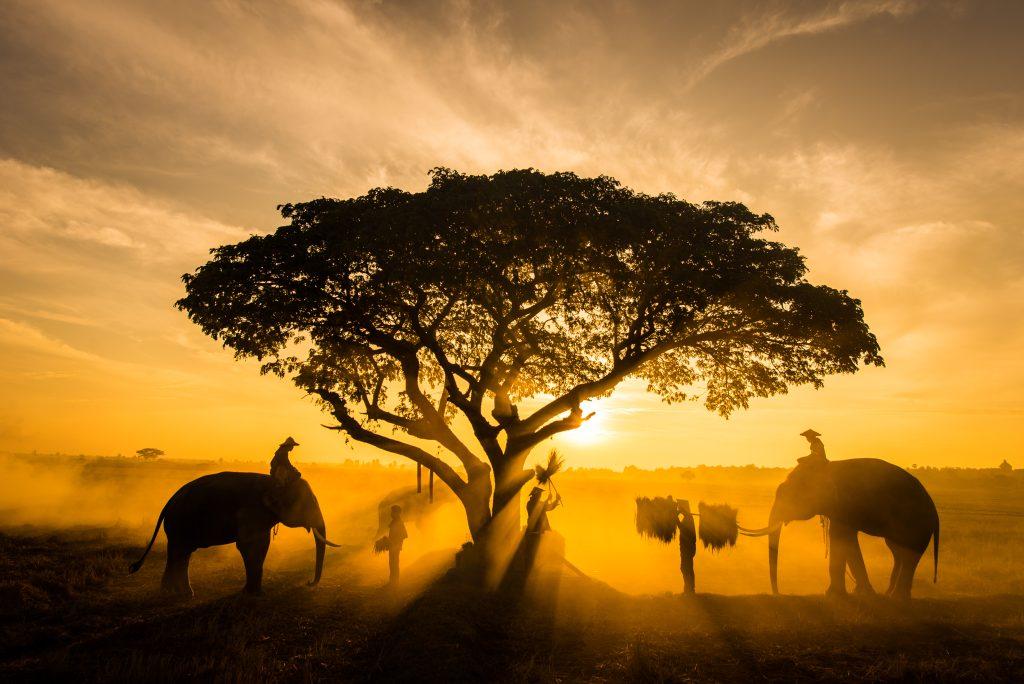 Elephants and farmers in Asian countryside at sunrise, Thailand. The people and elephants are silhouetted against a sepia background caused by sunrise.